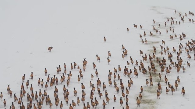 Aerial View of Elk Herd Running 