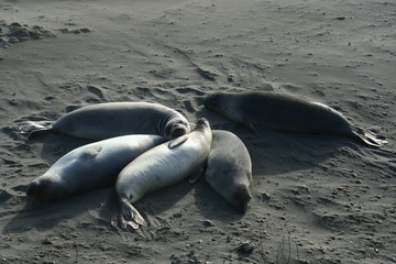 Seals At Seal Beach