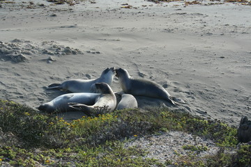 Seals At Seal Beach