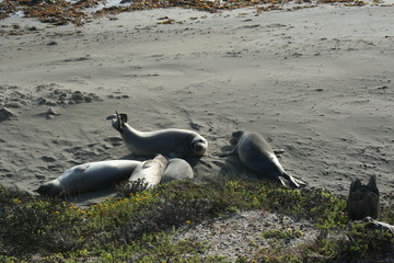 Fototapeta premium Seals At Seal Beach