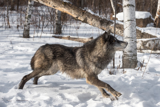 Fototapeta Black Phase Grey Wolf (Canis lupus) Stretches Out