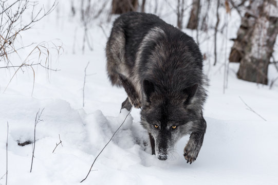 Fototapeta Black Phase Grey Wolf (Canis lupus) Stalks Forward