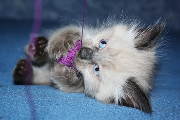 Fototapeta na wymiar Cute little kitten with thread ball