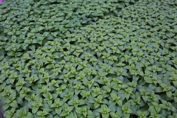 Plantation flower sprout in a pot . Commercial cultivation of flowers in a greenhouse