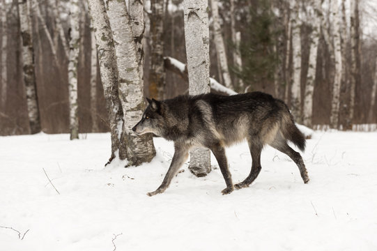 Fototapeta Black Phase Grey Wolf (Canis lupus) Walks Left Through Woods