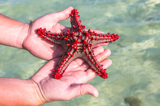 Red knobbed star fish. Zanzibar, Tanzania.