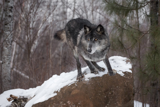 Black Phase Grey Wolf (Canis lupus) Leaps Off Rock