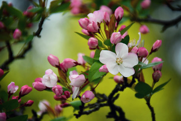 Fototapeta premium Close up photo of pink and white apple blossoms with green background