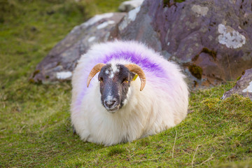 Sheep In Grass