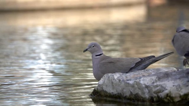 Flying pigeon, close-up slow motion. pigeons flying and drinking water