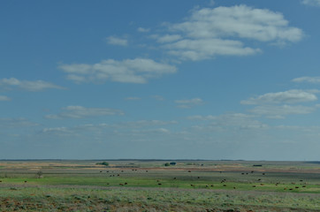 Fototapeta na wymiar rural landscape of Volga estuary with cattle grazing on pasture and blue sky Astrakhan region, Russia