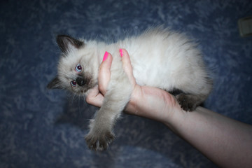 Fototapeta premium Little black and white kitten with blue eyes