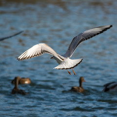 Fototapeta na wymiar Wildlife photo - Common gull flies on the lake in winter sunny day, Danubian wetland, Slovakia, Europe