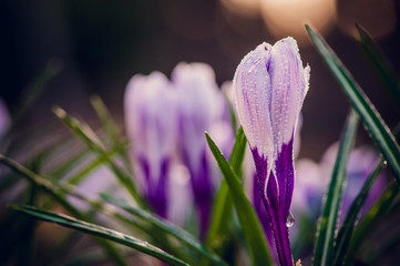 crocuses covered with dew drops - obrazy, fototapety, plakaty