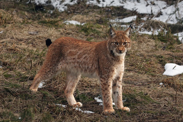 The Eurasian lynx (Lynx lynx) standing in typical position with rests of snow in background