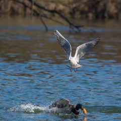 Wildlife photo - Common gull flies on the lake in winter sunny day, Danubian wetland, Slovakia, Europe