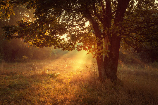 Fototapeta Beautiful misty sunrise landscape. Mystery forrest.