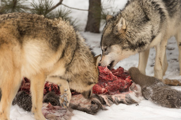 Grey Wolves (Canis lupus) Pick Meat From Deer Carcass