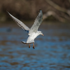 Wildlife photo - Common gull flies on the lake in winter sunny day, Danubian wetland, Slovakia, Europe