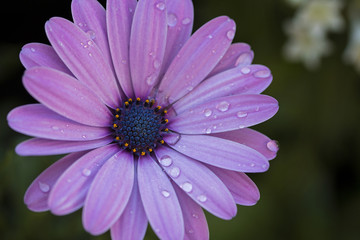 Obraz premium Close uo of Dimorphotheca flower with water drops on petals.