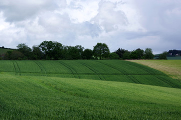 Obraz premium champs de mais sous un ciel menaçant 