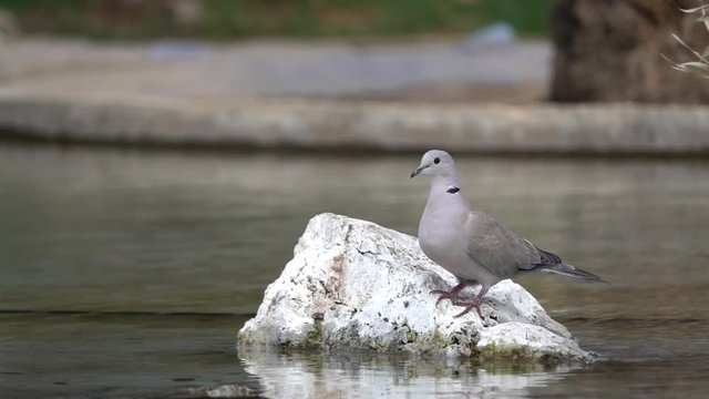 Flying pigeon, close-up slow motion. dove takes flight