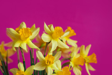 Obraz na płótnie Canvas Bright yellow narcissus or daffodil flowers on pink background. Place for text.