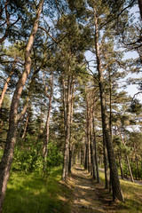 forest