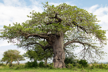 Baobab in Natural Park