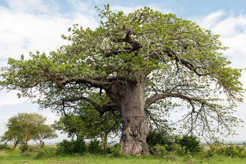 Photo sur Plexiglas Baobab Baobab in Natural Park