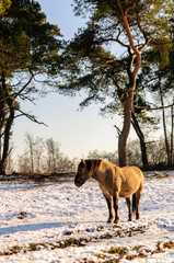 Wild horse in winter