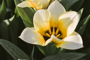 Blossoming Zombie white tulip, selective focus, spring postcard background concept.