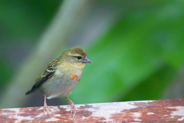 Madagaskarweber (Foudia madagascariensis) auf Praslin, Seychellen.
