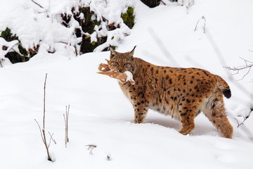 Obraz premium Ryś (Lynx lynx) z ofiarą w pysku zimą na zewnątrz dla zwierząt w Bawarskim Parku Narodowym, Niemcy.