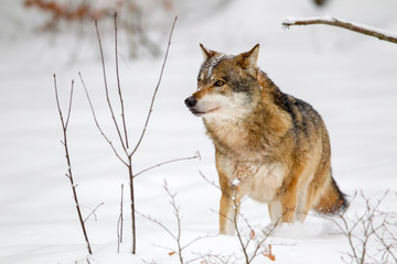Wolf (Canis lupus) im Winter im Tier-Freigelände im Nationalpark Bayrischer Wald, Deutschland.