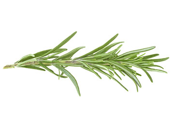 Rosemary isolated on white background