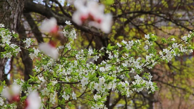 Closeup view of beautiful different blooming spring trees with many fresh white flowers in city garden. Video shoot on April month outdoors. Real time full hd video footage.