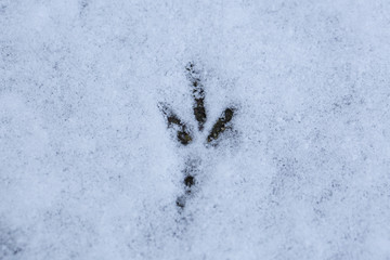 Bird Tracks In Snow