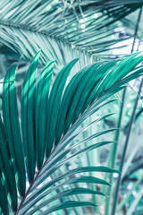 Palm leaves in vintage tone, selective focus, background,