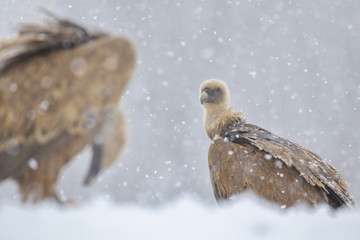 Griffon vulture (Gyps fulvus)