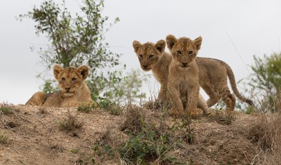 Fototapeta na wymiar Südafrika Löwenbabys