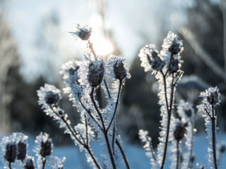 Frozen flowers in Sweden