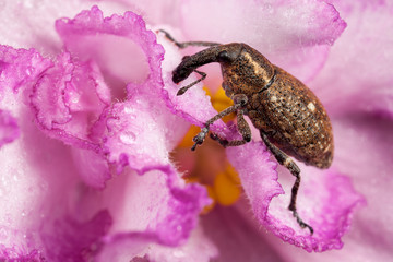 Polydrusus on the pink flower