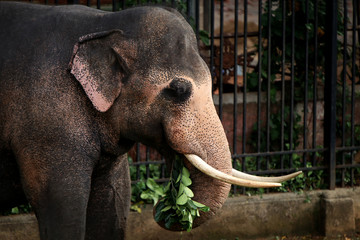 Sri lankan tusker elephant near Kandy Temple - Powered by Adobe