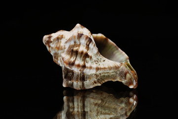 Shell 
