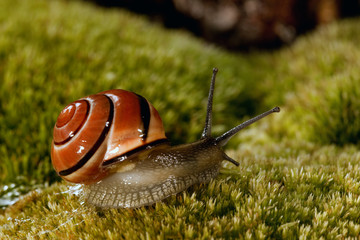 Snail on the moss