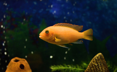 close up of a rock dwelling fish   cichlid Maylandia estherae is a Pseudotrophine cichlid (Pseudotropheus estherae), Cichlidae.