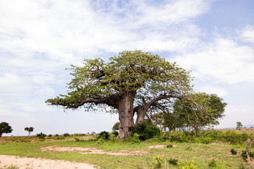 Baobab dans le parc naturel