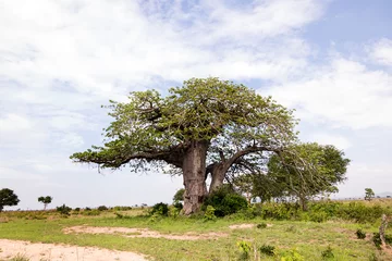 Cercles muraux Baobab Baobab dans le parc naturel