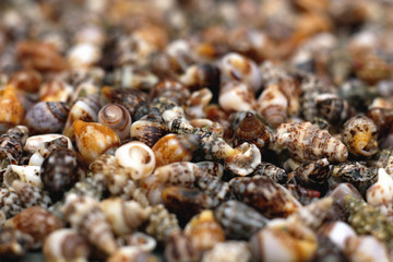 Shell 